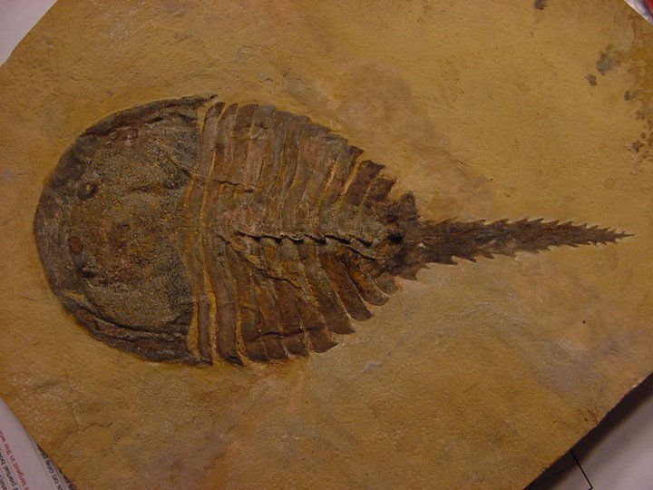 Beckwithia Aglaspid Fossil