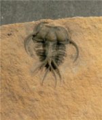 Deiracephalus aster Trilobite