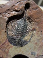Chisholm Shale of Nevada Zacanthoides Trilobite